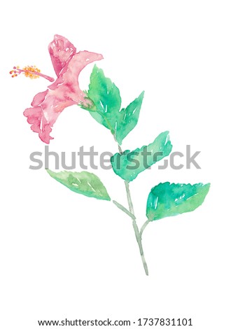 Illustration of hibiscus painted by watercolor