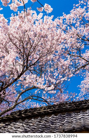 cherry blossoms in takato ruin