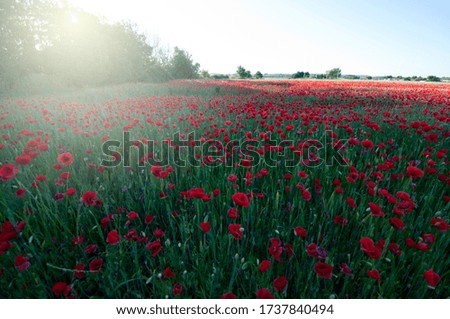poppies in the field at sunset.Red poppies growing in spring