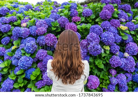 Woman taking pictures of hydrangea 