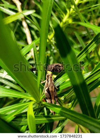 Grasshopper or cricket sitting on green leaf