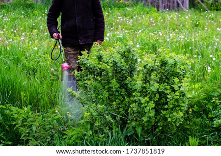 Farmer is sprinkling water solution on currant bush with green leaves. Protecting fruit trees and plants from fungal disease or vermin in spring. Royalty-Free Stock Photo #1737851819