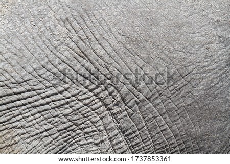 African Elephant skin texture monochrome
