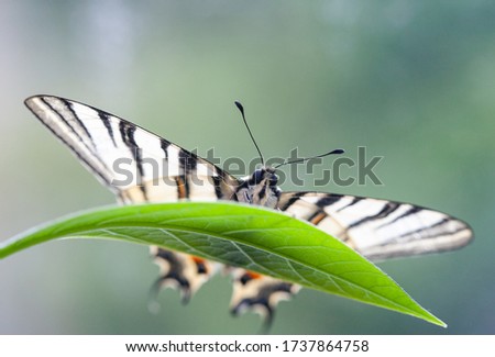 A rare species of butterflies of the species Iphiclides podalirius is listed in the Red Book, a living butterfly sits on spring branches of plants, it has white wings with black stripes.
