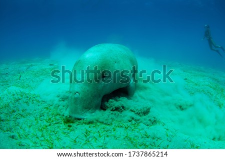 Close view on cute and amazing dugong.Underwater shot. A diver in flippers and mask looking on quite rare ocean animal who eating seagrass underwater.The huge sea cow.Dugon.Underwater fauna and flora.