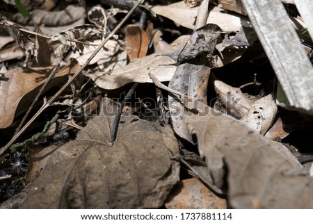 Butterfly in the forest with green leaf and dry leaf 