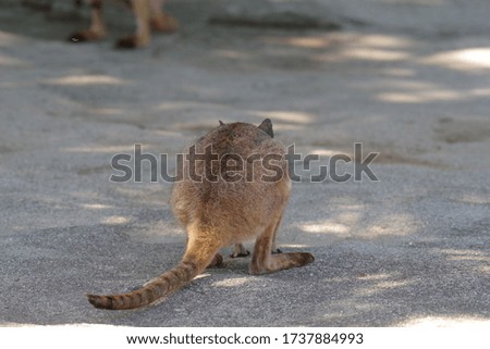 Cute yellow footed rock wallaby pictures