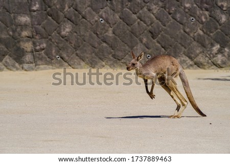 Cute eastern gray kangaroo pictures
