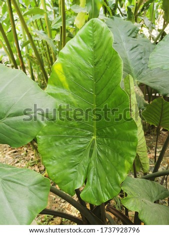 Geen texture closeup : Geen plants and trees in nature concept ,Close up of Sunlit Elephant Ear plants, also known as Colocasia and Taro,Nature pictures.selective focus.
