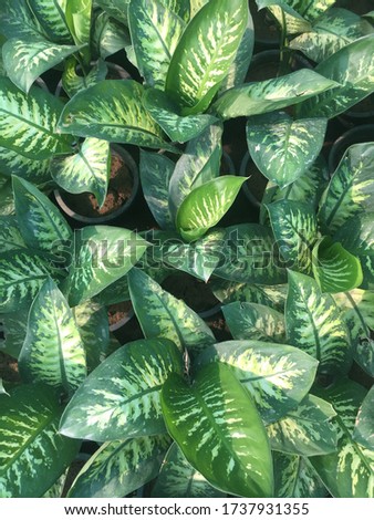 Dieffenbachia leaves background, Dumb Cane, Poisonous plants