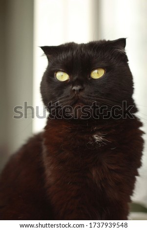 Black scottish cat is looking at something.