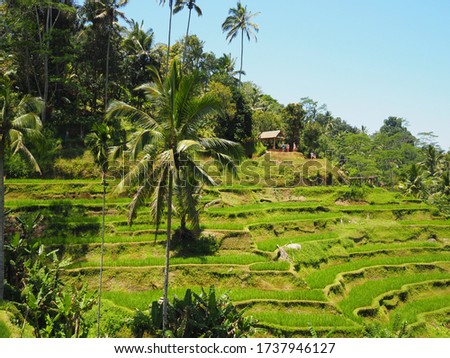 Tegalalang Rice Terrace Field in Ubud Bali Indonesia