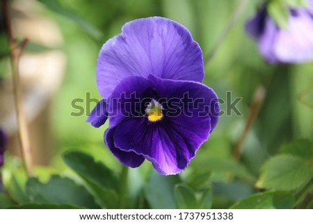 violet pansy in the garden