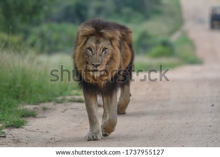 Wildlife from safari while in Africa