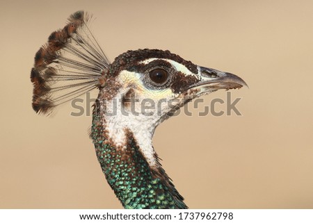 Portrait of a female Peacock