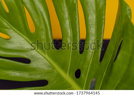 Large green leaves of monstera on a purple background. Palette of green and tropical leaves monstera in the style fine art.