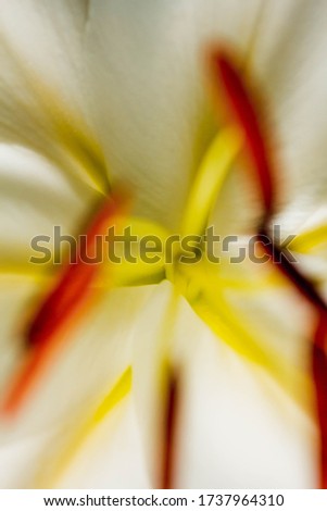 Lily branch close-up in the rays of light on a black background. delicate, white flower. contours of a flower in atmospheric dark photography. flowers for the holiday, advertising, gift, macro photo