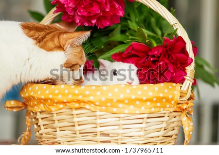 Domestic Friendship pets. Little cute white rabbit and redhead cat in basket with spring flowers