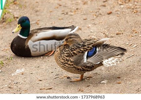 Wild duck Mallard on the lake. Close-up.
