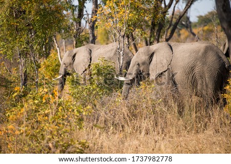 2 Elephants staying inside the gras