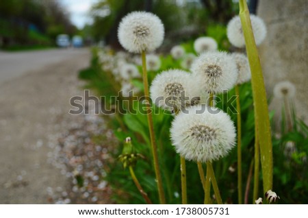 Dandelion. Macro photo. Ripe dandelion seeds. White aerial dandelion umbrellas.