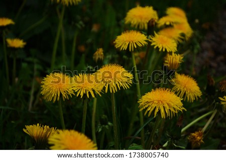 Macro Photo of a dandelion plant. Dandelion plant with a fluffy yellow bud. Yellow dandelion flower growing in the ground. Dandelion with plant Lamium purpureum