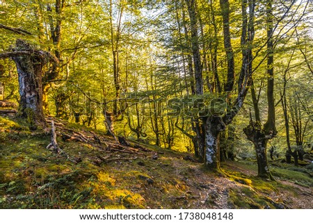 A river in the middle of a beech forest on the path up to Monte Adarra in Urnieta, near San Sebastian. Gipuzkoa, Basque Country Royalty-Free Stock Photo #1738048148