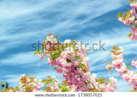 Blooming sakura growing. Blossom branch. Pink flowers of cherry tree by blue sky