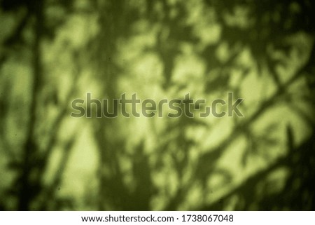 blur Green tree shade background 