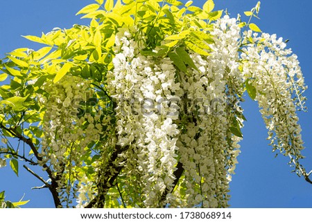 Hanging small white flowers with clear blue sky