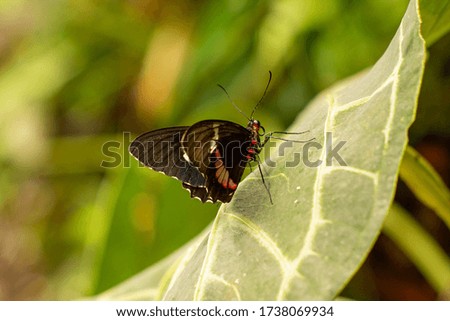 Small beautiful butterfly on green leaf macro
