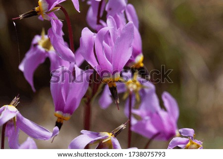 Flower of a dogtooth violet plant, Erythronium dens-canis.