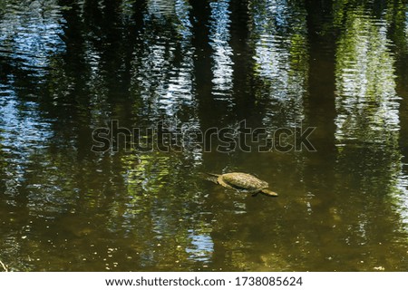 Marsh turtles in the pond bask in the sun