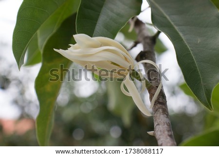 Magnolia champaca  white
Blooming flower in garden.