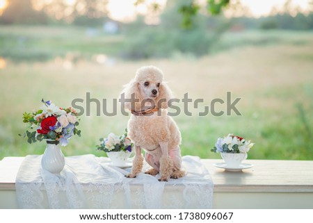 A gentle sunset picture with a beige poodle, flowers in vases and nature
