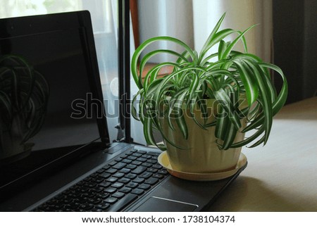 desktop with laptop and flower, desktop interior