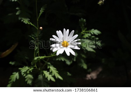 White Daisy On Dark Background with Green Leaves. High Contrast Picture