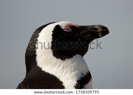 African penguin profile head shot