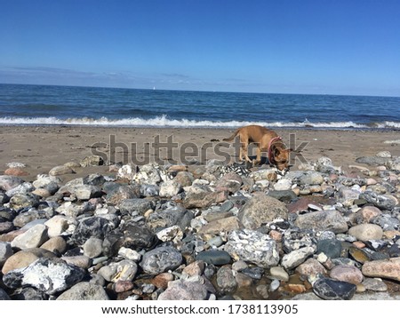 A small brown dog on the stony coast on the Baltic Sea in Germany.