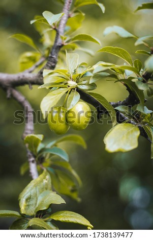 green berries on a branch of cherry tree in the garden