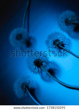 Dandelion Heads With Seeds on Blue Backgrounds with Reflections