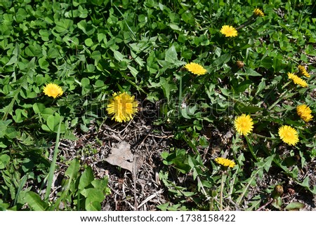 Yellow dandelions in the grass. Weeds growing outside. Picture taken in Kansas City, Missouri.