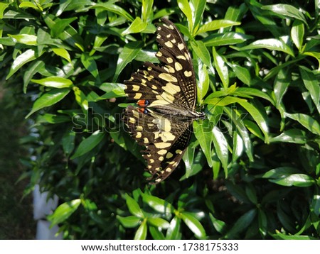 Papilio demoleus is a common and widespread swallowtail butterfly. Also known as the lime butterfly, lemon butterfly, lime swallowtail, and chequered swallowtail. Papillionidae.