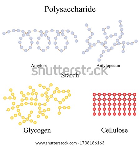 Illustration of chemical. Polysaccharide is the form in which most natural carbohydrates. They may have a molecular structure that is either branched or linear such as cellulose. Royalty-Free Stock Photo #1738186163
