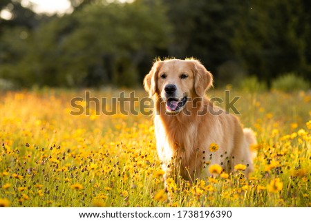 Golden Retriever in the field with yellow flowers. Beautiful dog with black eye Susans blooming. Retriever at sunset in a field of flowers and golden light. Royalty-Free Stock Photo #1738196390