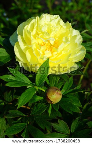 Yellow flower of a Bartzella Itoh peony plant, a cross between a tree peony and herbaceous peony