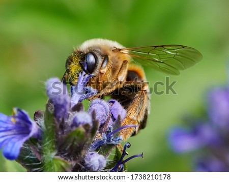 garden bumble bee pollinating the flowers in summer (bombus hortorum)