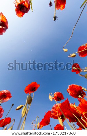 bottom view of poppies forming a picture frame with the blue sky of a sunny day