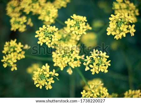 Yellow rapseed flowers with dark green background. Bio canola. Colorful closeup with bookeh and shallow depth of field. Fresh spring flowers in the Month of May from Karlstadt - Bavaria, Germany