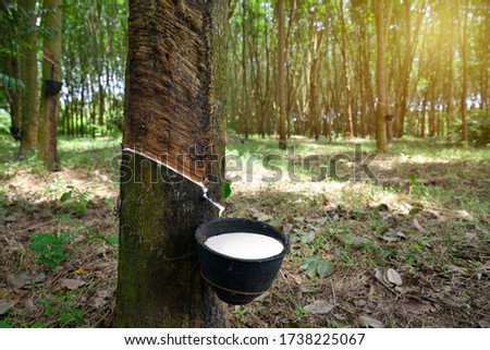 Close up bowlful of Natural rubber latex trapped from rubber tree Royalty-Free Stock Photo #1738225067